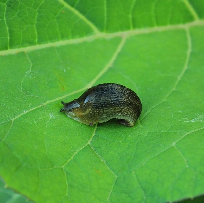 Une limace horticole Arion hortensis