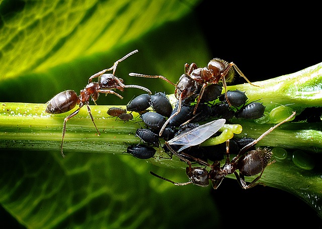 Les fourmis élèvent les pucerons