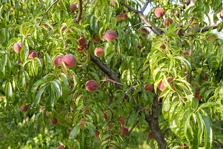 Les arbres fruitiers : terrain de prédilection d'Adalia bipunctata