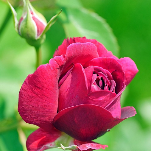 Le rosier est l'une des plantes les plus communes au jardin.