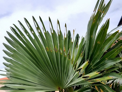 Symptome d'attaque du sphynx du palmier