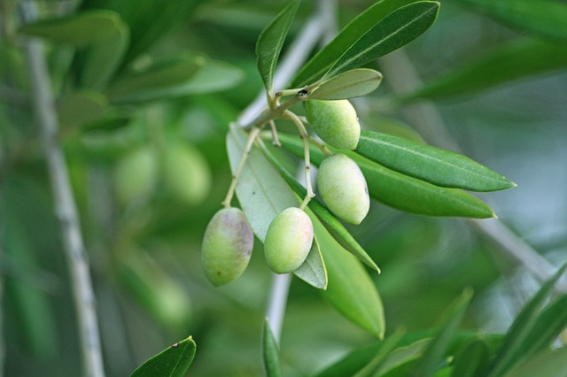 Pulvérisez du talc sur les olives pour en éloigner les mouches piqueuses