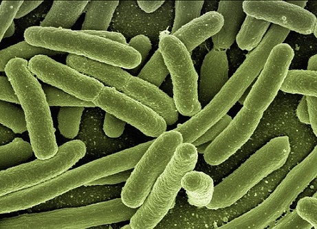 micro-organismes