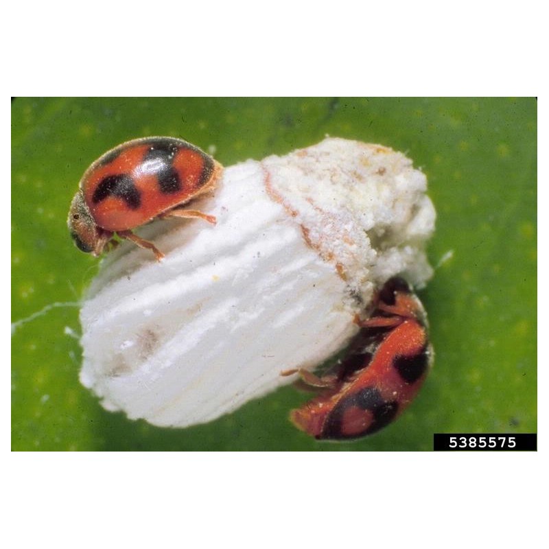 Coccinelle Rodolia cardinalis anti cochenilles
Source :Florida Division of Plant Industry