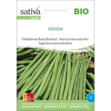 Graines bio et reproductibles de haricot vert nain extra fins "Odessa"