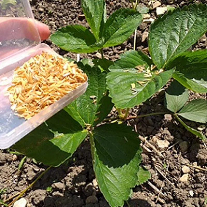 Cochenilles farineuses chrysopes auxiliaires — free download