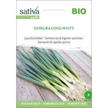 Cébette (ou oignon-poireau) variété Ishikura Long White. Semences biologiques et reproductibles.