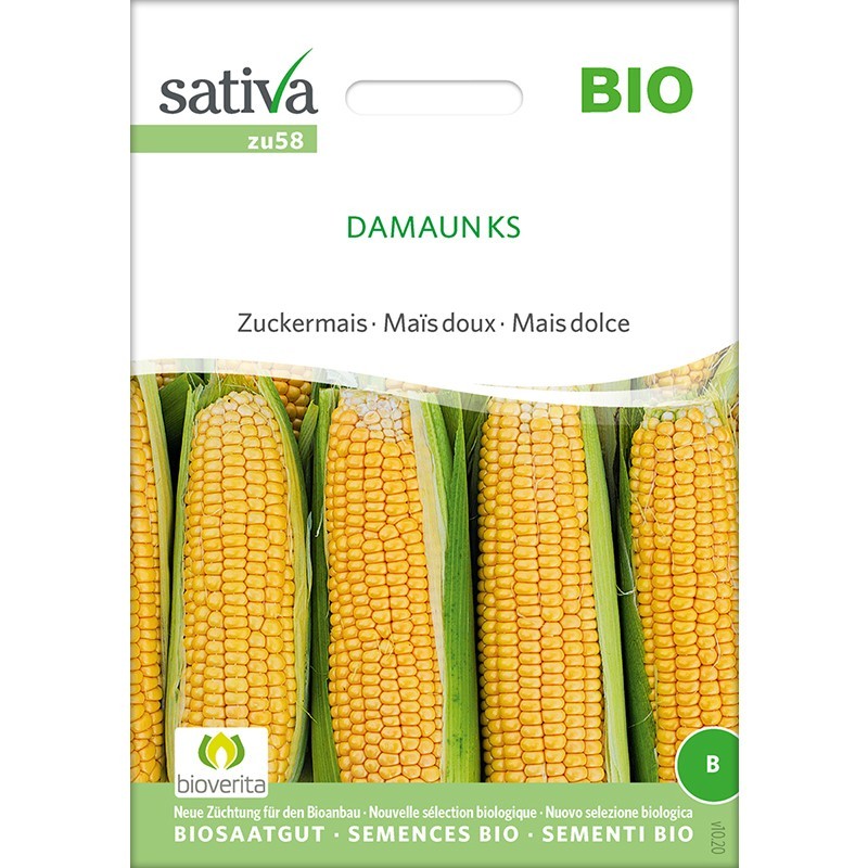 Graines de Maïs doux bio et reproductible, variété "Damaun KS"