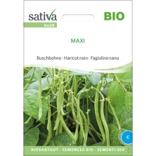 Haricot Maxi : graines reproductibles bio
