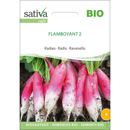 Semences reproductibles de radis "Flamboyant 2" bio