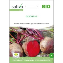 Semences bio et reproductibles de Betterave rouge Bio "Gesche SG"