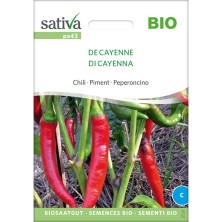 Piment de Cayenne : semences biologiques et reproductibles