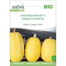 Courge spaghetti : semences bio et reproductibles