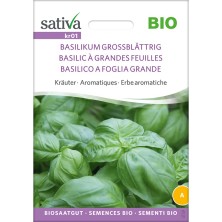 Basilic à grandes feuilles : graines reproductibles