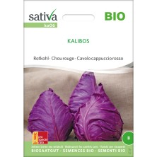 Chou rouge bio et reproductibles "Kalibos" - semences reproductibles
