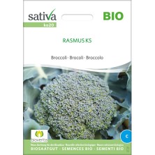 Graines bio brocoli Rasmus KS reproductibles