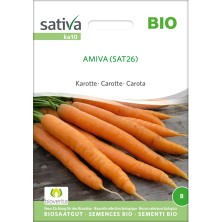 Graines des carottes Amiva bio et reproductibles