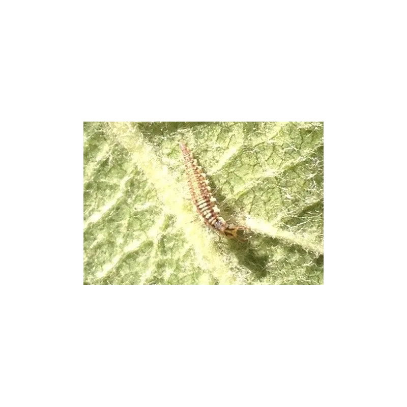 Cochenilles farineuses chrysopes auxiliaires — free download