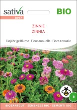 Graines de fleurs de zinnias multicolores