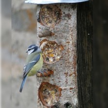 Mangeoire à graisse pour oiseaux
