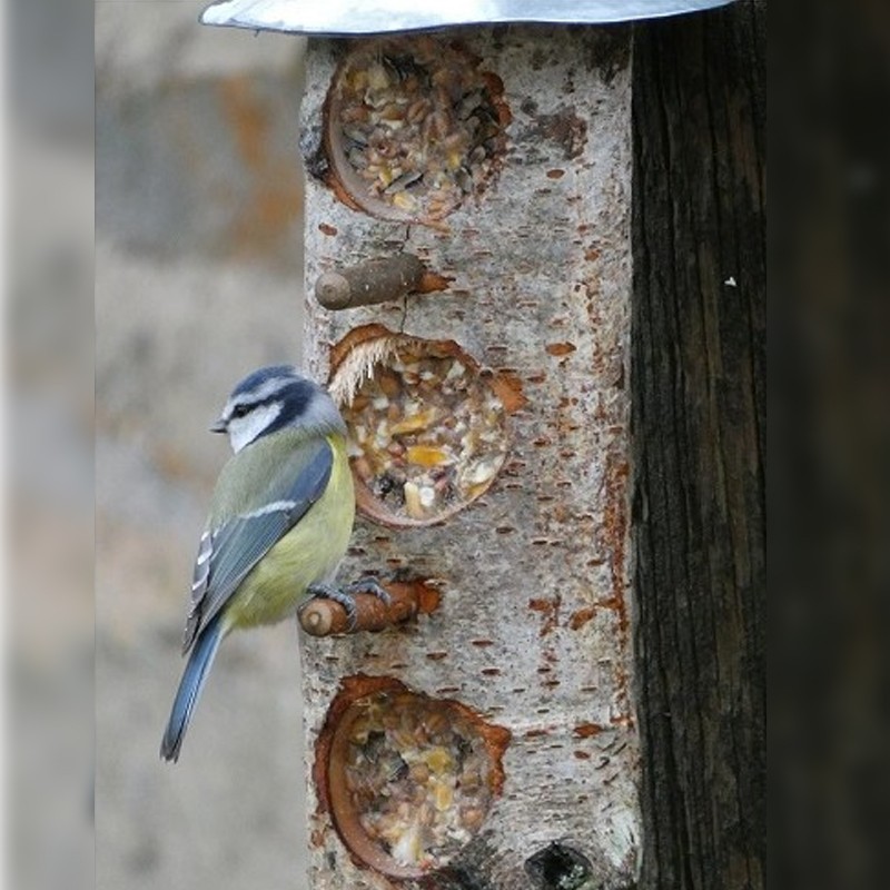 Mangeoire pour oiseaux - Jardin et Saisons
