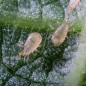 Amblyseius cucumeris : acariens prédateurs de tarsonèmes