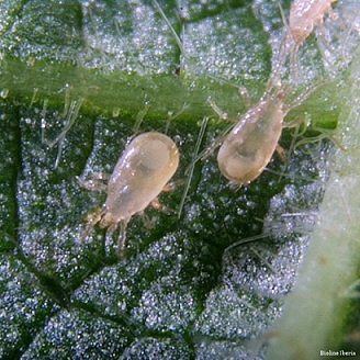 Amblyseius cucumeris est un petit acarien qui se nourrit des oeufs et jeunes larves de thrips. L'acarien prédateur Amblyseius cucumeris élimine les oeufs et les larves de thrips.