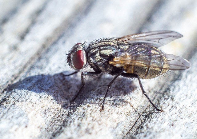 Les mouches sont des insectes diptères qui occasionnent une gène aussi bien pour les humains que pour les animaux