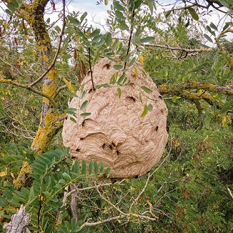 Les nids de frelons asiatiques sont très volumineux.