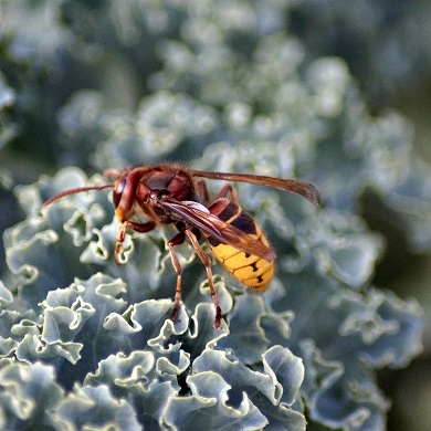 Le frelon dispose d'un venin moins toxique que celui de l'abeille