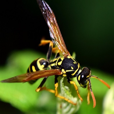 La guêpe sociale, un nuisible à temps partiel Les guêpes sociales sont de très bons auxiliaires