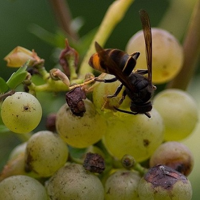 Les frelons asiatiques peuvent décimer des colonies entières d'abeilles