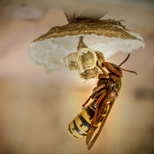 Les frelons ne sont pas que des nuisibles Le Frelon européen, chasseur de ravageurs