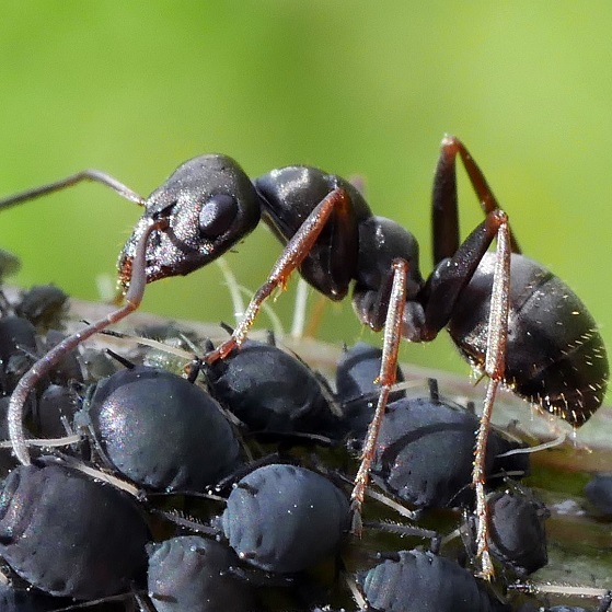La fourmi fait également partie des hyménoptères