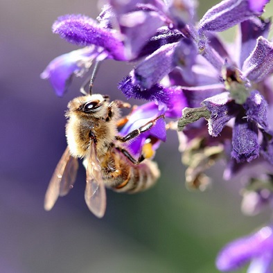 Les abeilles ne vont pas dans le piège à guêpes Une abeille butinant