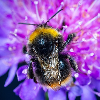 Un bourdon terestre à la recherche de pollen et de nectar