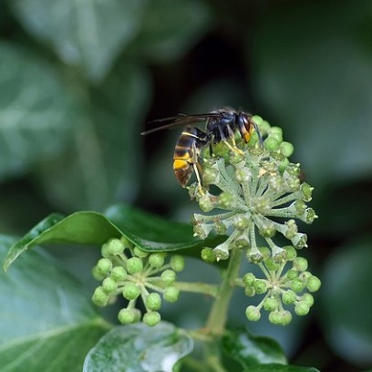 Le frelon européen est un fléau pour les abeilles, son corps noir est tacheté de jaune Le frelon asiatique est très rapide et peut effectuer un vol stationnaire