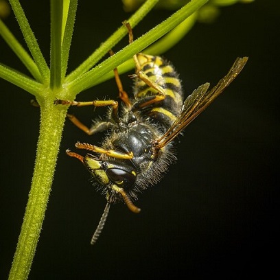 Une guêpe commune Vespula vulgaris