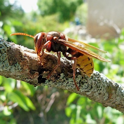 Le frelon européen est un excellent auxiliaire. Il est bien plus lent que le frelon asiatique Attention, les piqures de frelons sont très douloureuses