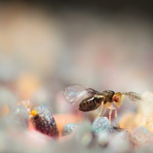 Les trichogrammes, anti-mites des vêtements 100% naturel Les trichogrammes