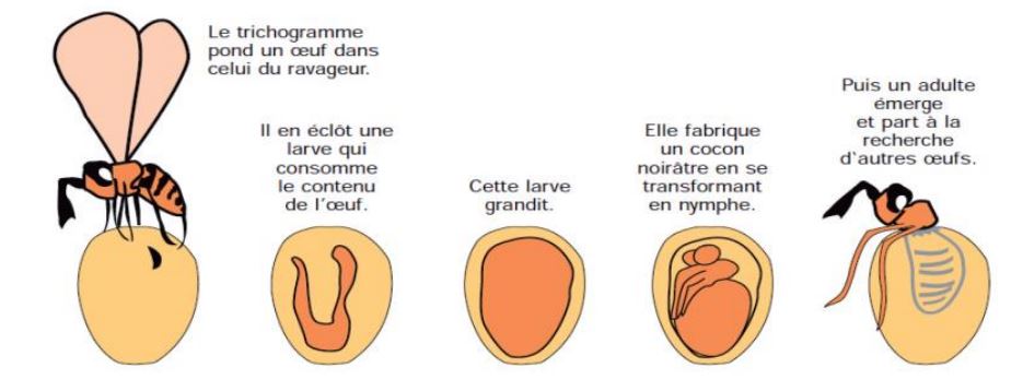 Biologie des trichogrammes anti mites des vêtements, un traitement bio et naturel Biologie des trichogrammes anti mites des vêtements, un traitement bio et naturel