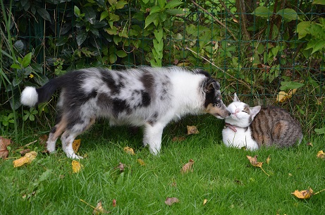 Les chats et les chiens peuvent être éloignés du jardin avec un répulsif.