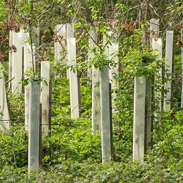 Des protection anti chevreuils sur des plantations d'arbres