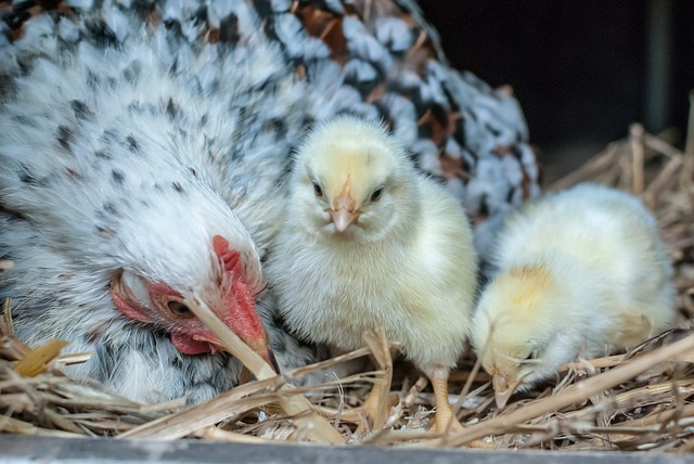 Terre de diatomée contre les puces, tiques et poux rouges des animaux