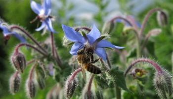 Les fleurs bleues de la bourrache attirent les abeilles mellifères