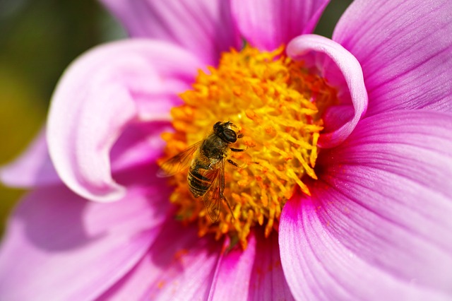 Syrphe se nourrissant de pollen sur une fleur de cosmos