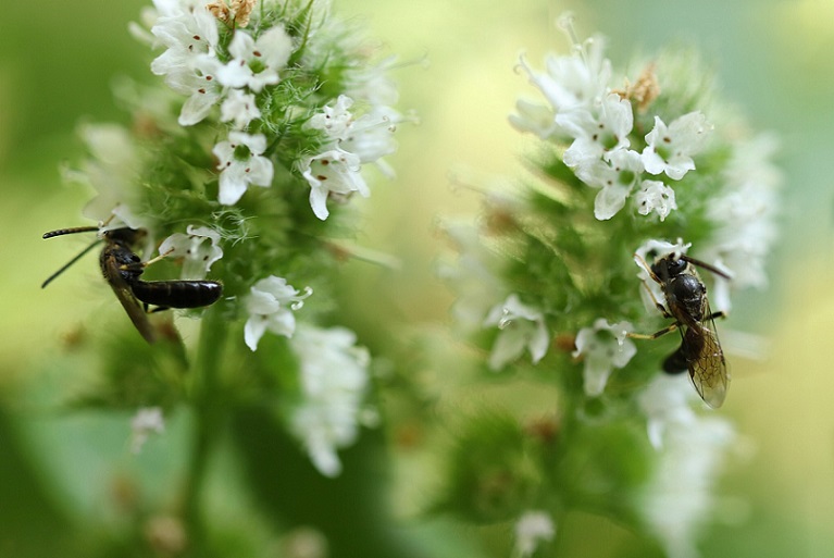 Les abeilles masquées (genre Hyaleus) nichent volontiers dans les petits trous des hôtels à insectes en bois auxiliaire