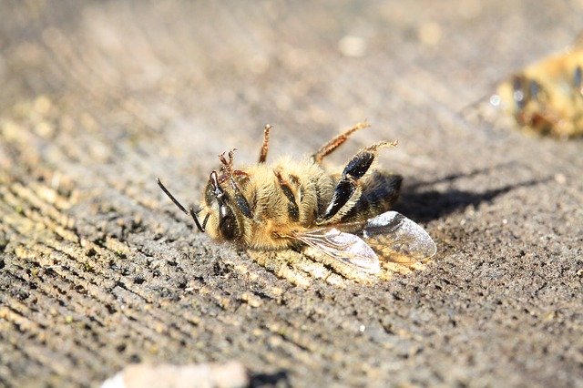 Certains pesticides sont très toxiques pour les abeilles abeille morte