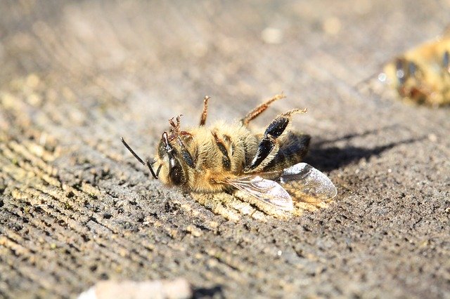 abeille morte
