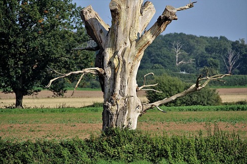 Un vieil arbre mort est un site de nidification idéal pour les abeilles solitaires arbre